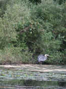 blue heron ruffled.jpg (178637 bytes)