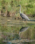 blue heron vertical reflection good focus cropped.jpg (134521 bytes)