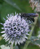 blue wasp 8-5-04 on thistle.jpg (112250 bytes)