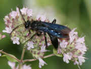 blue wasp on oregano facing left.jpg (170018 bytes)