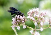 blue wasp on oregano facing right.jpg (121595 bytes)