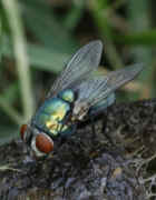 bottlefly good closeup 2.jpg (125873 bytes)