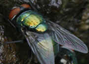 bottlefly good closeup 3.jpg (117350 bytes)