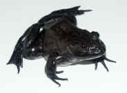 bullfrog facing right 2 cropped.jpg (124850 bytes)