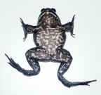 bullfrog on back.jpg (134374 bytes)