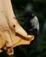 bumblebee 8-11-06.jpg (121172 bytes)