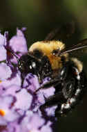 bumblebee 8-25-06 buried in flowers.jpg (126299 bytes)