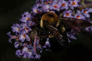 bumblebee 8-25-06 dark 2.jpg (115101 bytes)