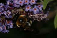 bumblebee 8-25-06 dark.jpg (124815 bytes)