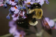 bumblebee 8-25-06 dried flowers.jpg (148868 bytes)