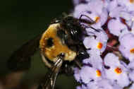 bumblebee 8-25-06 head closeup.jpg (114289 bytes)