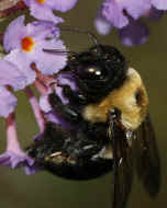 bumblebee 8-25-06 head in focus.jpg (149350 bytes)