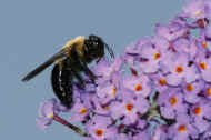 bumblebee 8-25-06 sky bkg.jpg (111193 bytes)