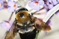 bumblebee 8-25-06 top view.jpg (128651 bytes)