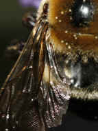bumblebee 8-25-06 wing in focus 2.jpg (142355 bytes)