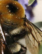 bumblebee 8-25-06 wing in focus.jpg (138612 bytes)