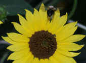 bumblebee flying from sunflower.jpg (80380 bytes)