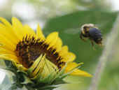 bumblebee flying into sunflower right.jpg (76977 bytes)