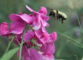 bumblebee midair by sweetpea.jpg (73491 bytes)