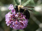 bumblebee on butterfly bush 10-2-05.jpg (103262 bytes)