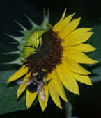 bumblebee on halfsunflower spread wings flash.jpg (81714 bytes)