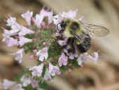 bumblebee on oregano 2.jpg (67604 bytes)