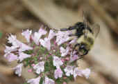 bumblebee on oregano cropped.jpg (87175 bytes)