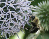 bumblebee on thistle.jpg (119720 bytes)