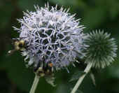 bumblebee pair on thistle cropped.jpg (121221 bytes)