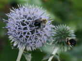 bumblebee pair one flying into thistle cropped.jpg (136041 bytes)
