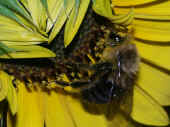 bumblebee super closeup flash.jpg (89143 bytes)