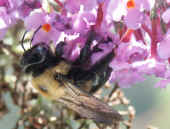 bumblebee through window good head detail.jpg (80429 bytes)