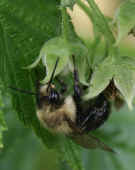 bumblebee under raspberry.jpg (81724 bytes)
