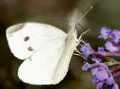 cabbage butterflly 9-4-06 in motion.jpg (121048 bytes)