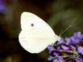 cabbage butterflly 9-4-06.jpg (125954 bytes)