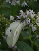 cabbage butterfly 8-5-06 best.jpg (114784 bytes)