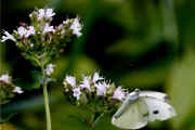 cabbage butterfly 8-5-06.jpg (131544 bytes)