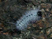 caterpillar black and white side view 2.jpg (124535 bytes)