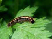 caterpillar.jpg (106865 bytes)