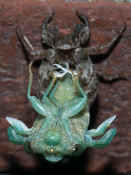 cicada 7-26-06 number 33 head on view.jpg (145212 bytes)