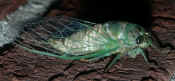 cicada 7-26-06 shell in bkg 5 cropped.jpg (155696 bytes)
