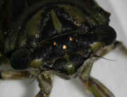 cicada 9-16-06 on hasta flower legs out front 2.jpg (125034 bytes)