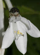 cicada 9-16-06 on hasta flower whole flower head on view.jpg (136580 bytes)