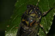 cicada 9-16-06 on leaf cropped climbing up.jpg (125627 bytes)