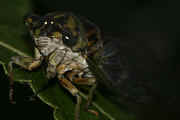 cicada 9-16-06 on leaf cropped nice face.jpg (141297 bytes)