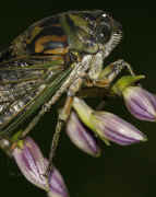 cicada 9-16-06 on purple hastas full body 2.jpg (127658 bytes)