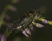 cicada 9-16-06 on purple hastas full body 3.jpg (113477 bytes)