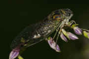 cicada 9-16-06 on purple hastas full body.jpg (140970 bytes)
