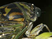 cicada 9-16-06 on purple hastas partial body.jpg (144017 bytes)