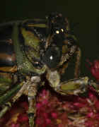 cicada 9-16-06 on summer poinsettia full body view darker great focus 2.jpg (145997 bytes)